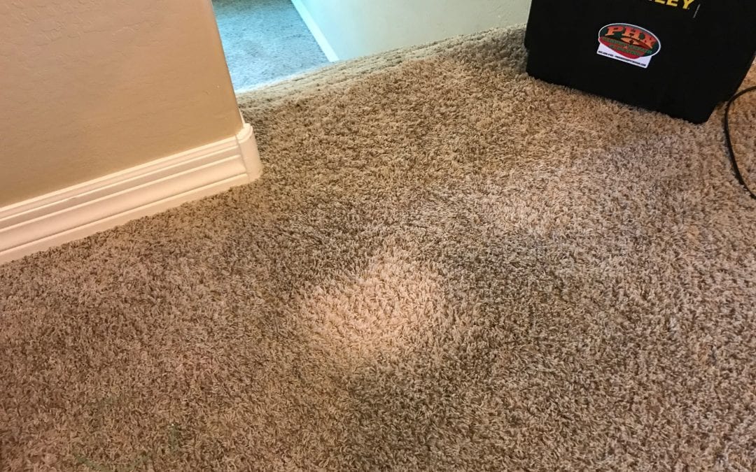 How to Clean up after a Bleach Spill on Carpet