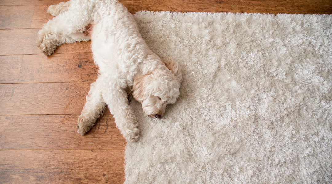 Is Your Rug Secretly Polluting Your Home? Rug Retreat Newsletter